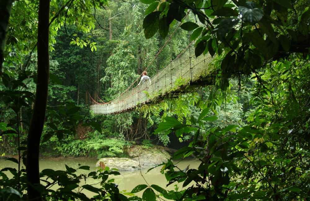 Danum Valley Rainforest Trek