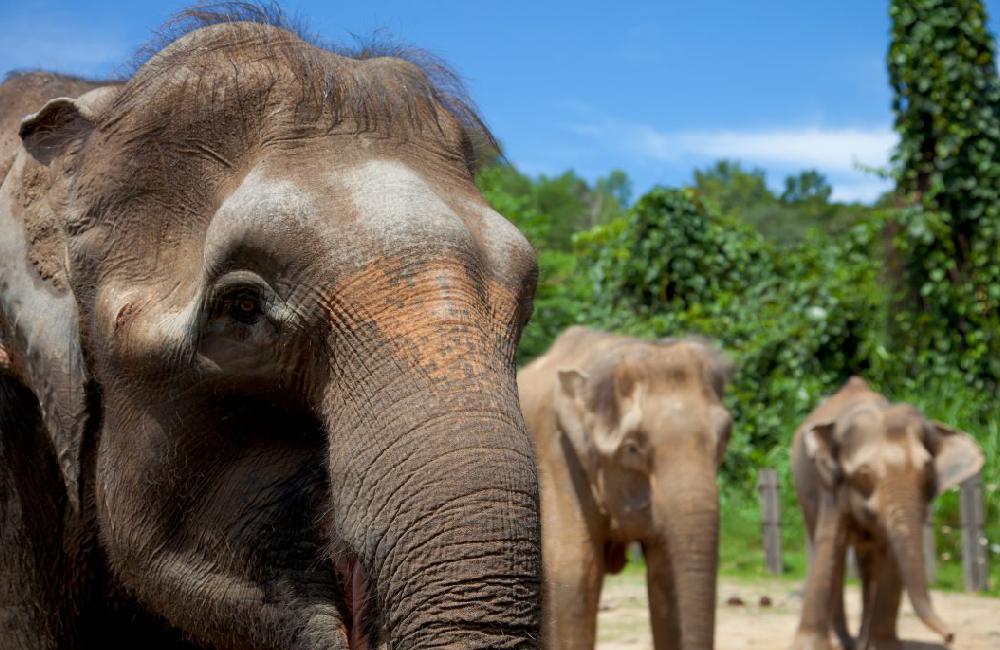 Tabin Wildlife Experience