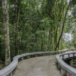 Elevated walkway through forest